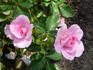 Royal Edward rose photo