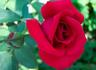 Geranium rose photo