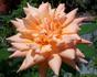 Feu Joseph Looijmans rose photo