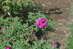 <i>Rosa</i> x <i>maikwai</i> H. Hara rose photo