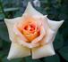 Sunbonnet Sue rose photo