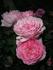 Wisley rose photo