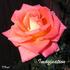 Imagination rose photo