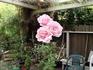 Lal rose photo