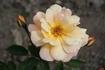 Sif rose photo
