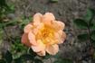 Sif rose photo