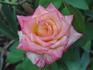Almost Sunset rose photo