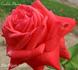 Coalite Flame rose photo