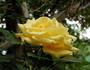 Apollo ® rose photo