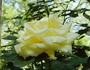 Apollo ® rose photo