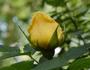 Apollo ® rose photo