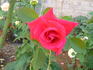 Honest Red rose photo