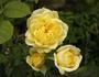 Bella Renaissance rose photo