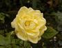 Bella Renaissance rose photo