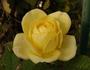 Bella Renaissance rose photo
