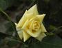 Bella Renaissance rose photo