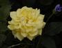 Bella Renaissance rose photo