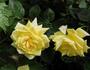 Bella Renaissance rose photo