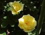 Bella Renaissance rose photo