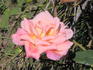 Ruth Alexander rose photo