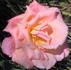Ruth Alexander rose photo