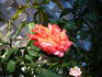 MacGreli Tiger rose photo