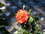 MacGreli Tiger rose photo