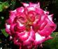 Apache Tears rose photo