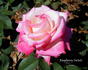 Raspberry Swirls rose photo