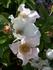 Long Tall Sally rose photo
