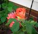 MacGreli Tiger rose photo