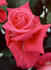 Mike Sheppard rose photo