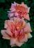 Entente Cordiale rose photo