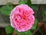 Chelsea Morning™ rose photo