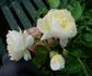 Seafirst rose photo