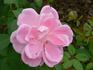 Berthe Baron rose photo