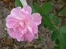 Berthe Baron rose photo