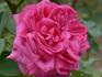 Monsieur A. Maillé rose photo