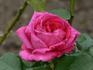 Monsieur A. Maillé rose photo