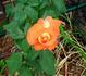 MacGreli Tiger rose photo