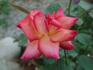 Fancy Amazone rose photo