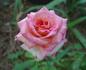 Laguna rose photo
