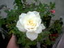 Christa rose photo