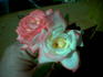 Baby Katie ™ rose photo