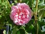 Merrie England rose photo