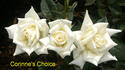 Wemcor rose photo