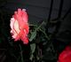 MacGreli Tiger rose photo