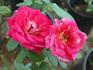 Exciting rose photo