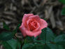 Angel Pink ™ rose photo