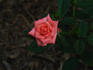 Angel Pink ™ rose photo